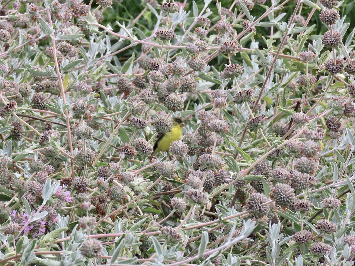 Lesser Goldfinch - Anonymous