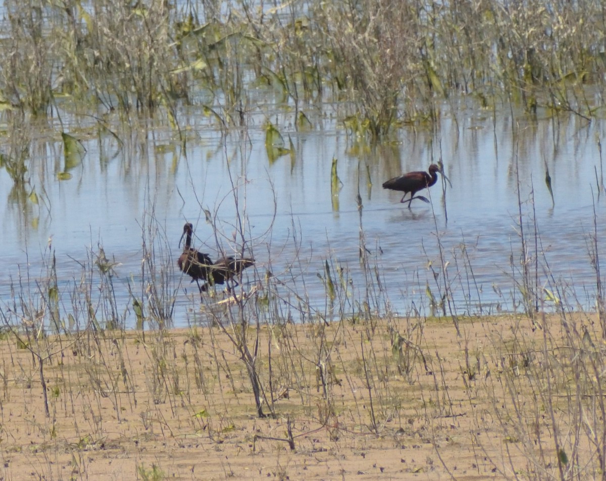 ibis americký - ML619461445