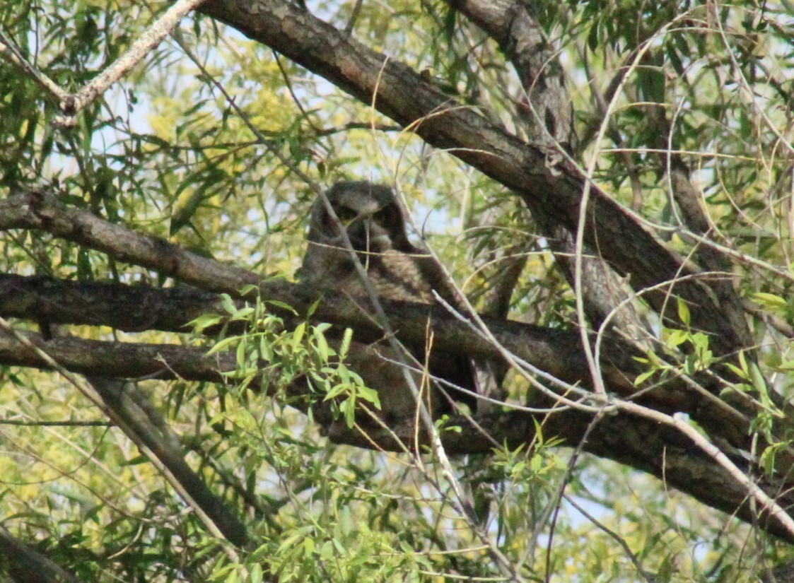 Great Horned Owl - Bill McIver