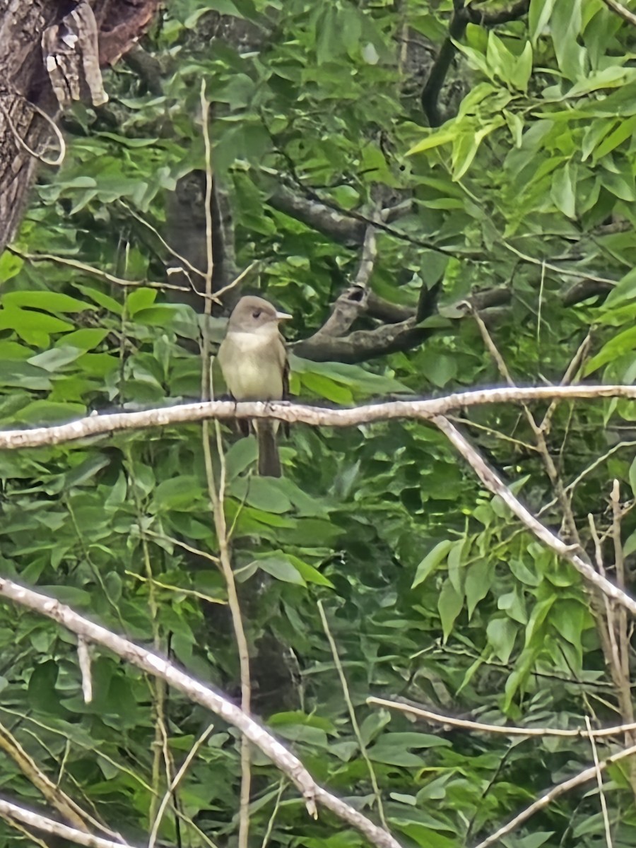 Eastern Wood-Pewee - ML619461449