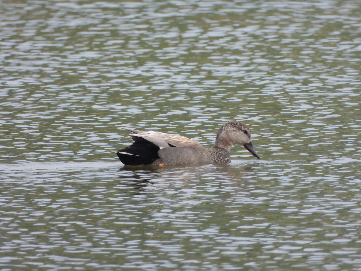 Gadwall - Germain Savard