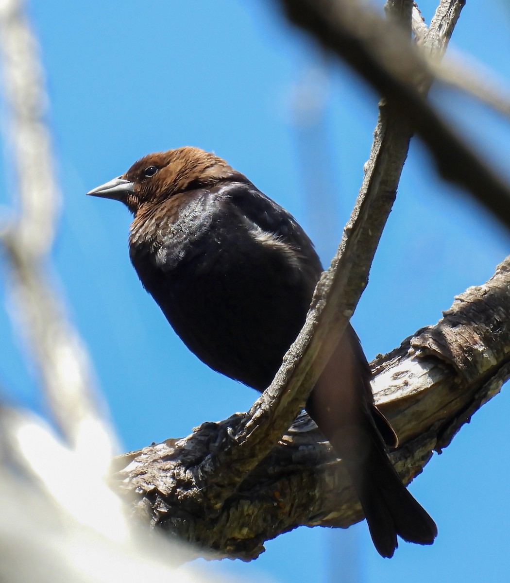 Brown-headed Cowbird - David Garza