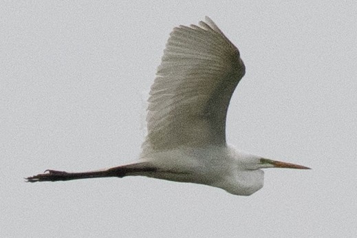 Great Egret - David Brown