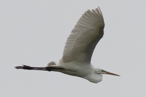 Great Egret - David Brown