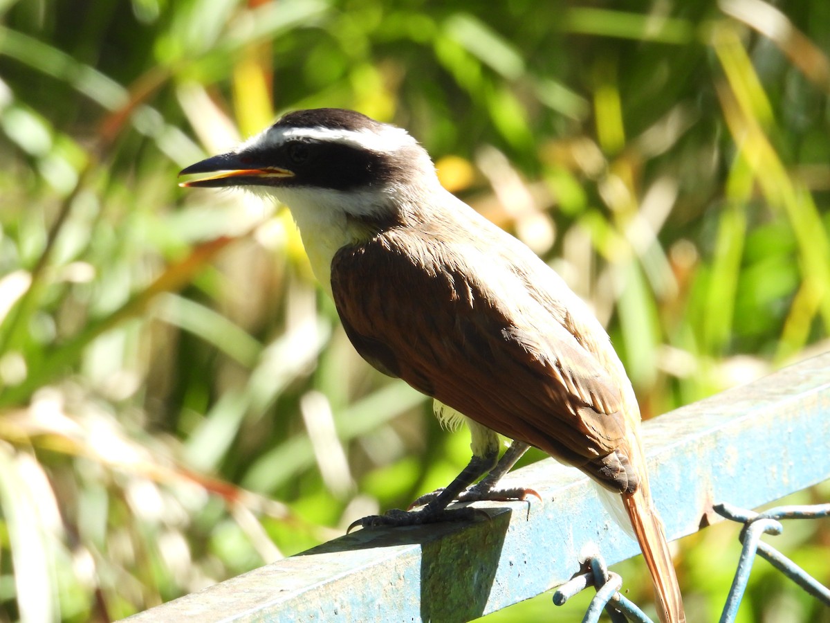 Great Kiskadee - Juan Ramírez