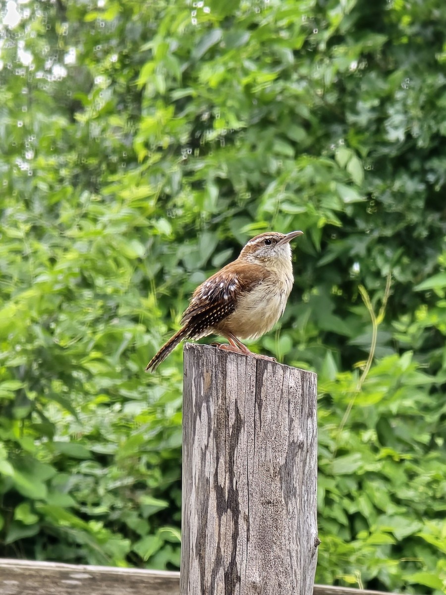 Carolina Wren - ML619461467