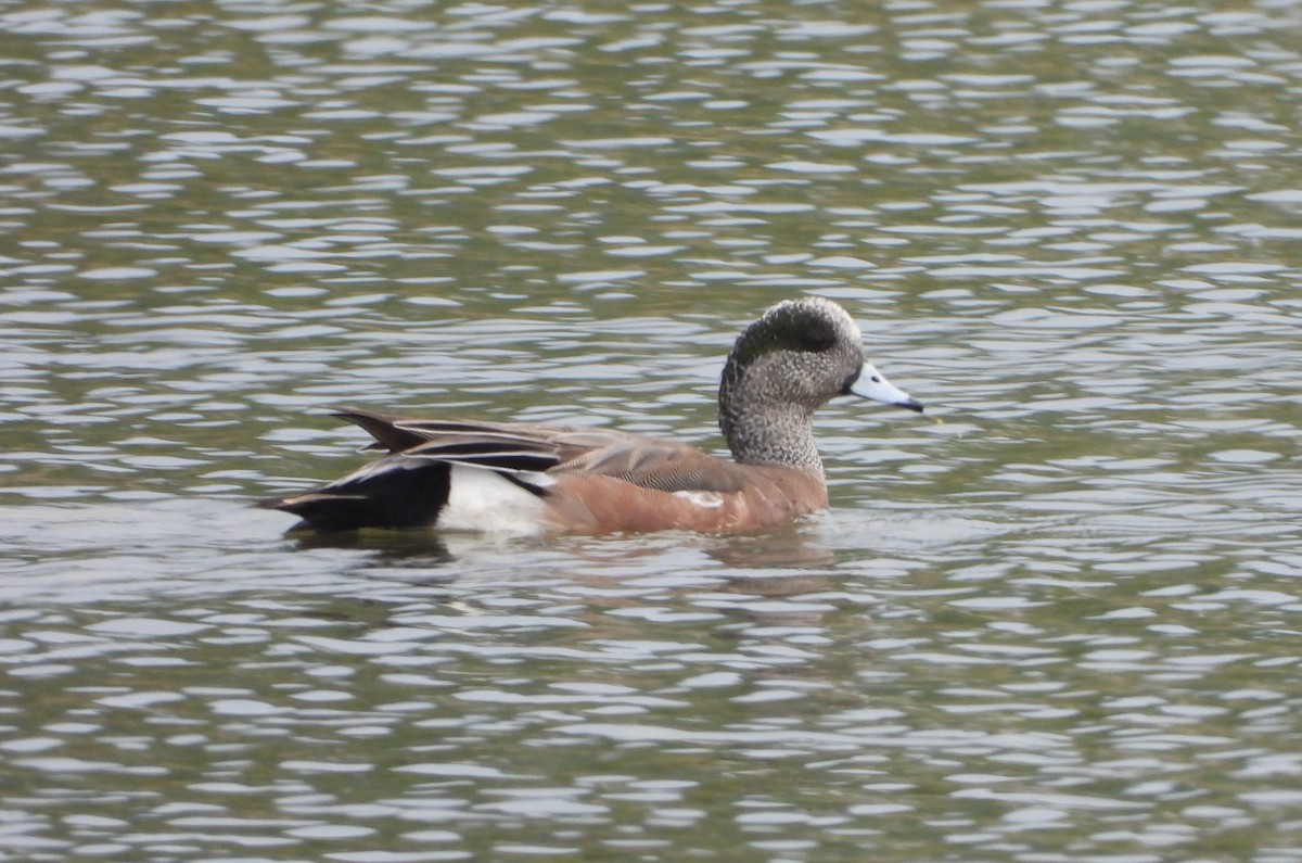 American Wigeon - Germain Savard