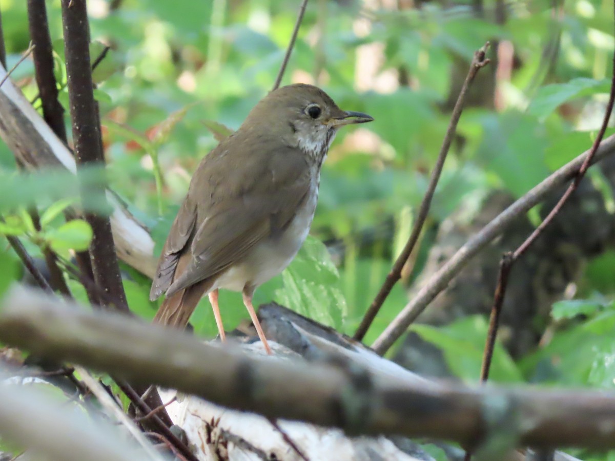 Hermit Thrush - Marjorie Watson