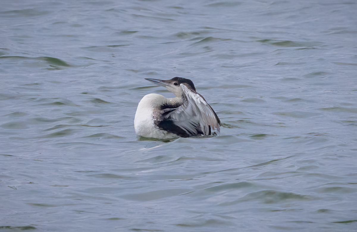 Common Loon - Frank Farese