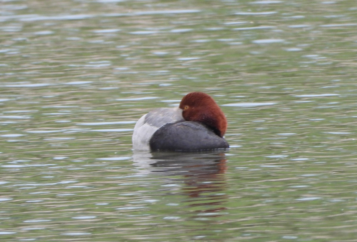 Redhead - Germain Savard