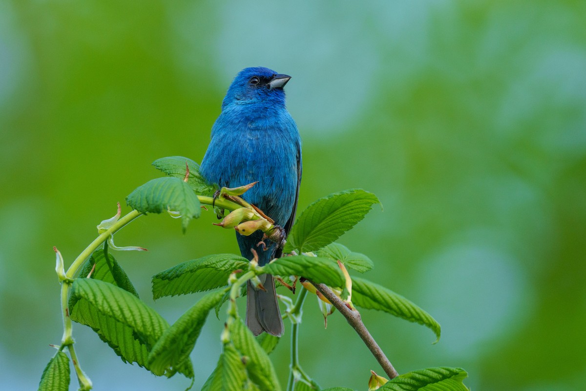 Indigo Bunting - ML619461501