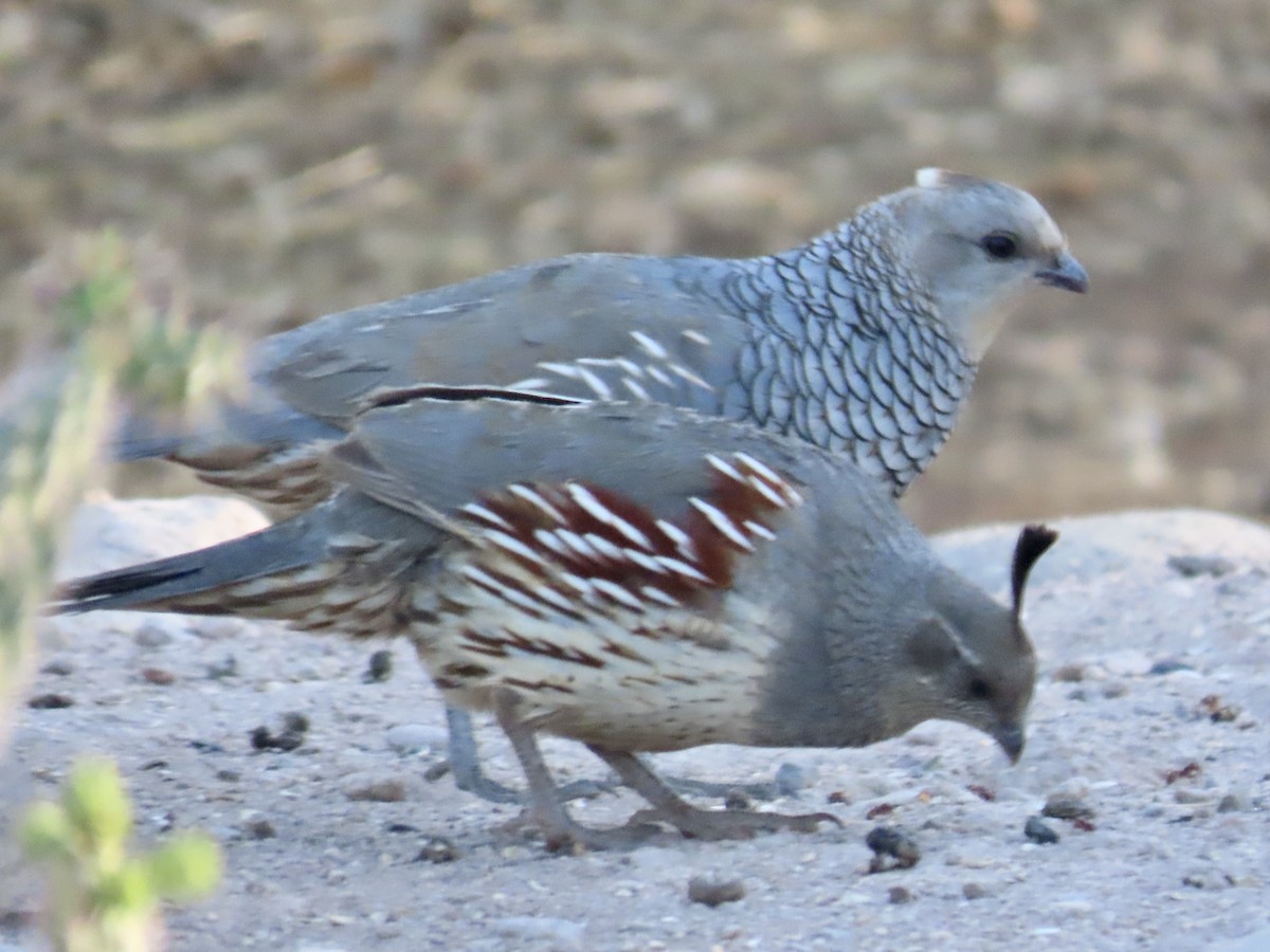 Scaled Quail - Carol Comeau