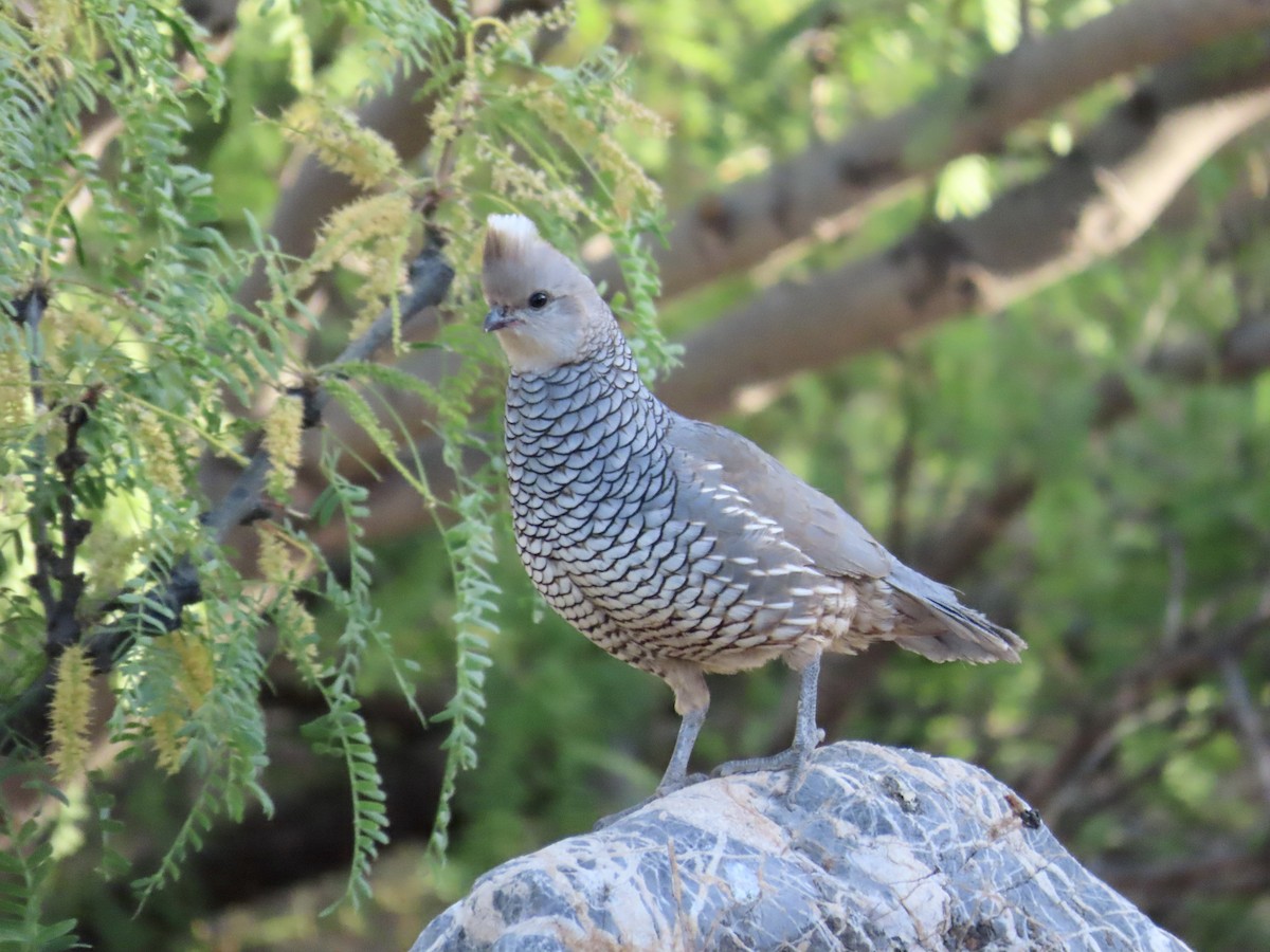 Scaled Quail - Carol Comeau