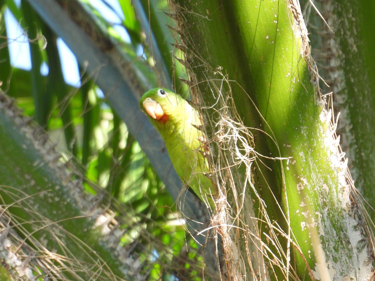 Orange-chinned Parakeet - Juan Ramírez