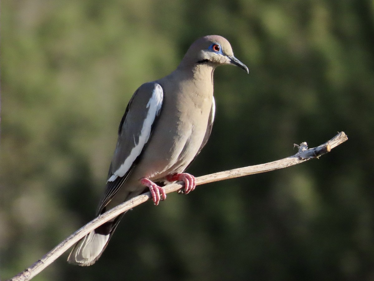 White-winged Dove - Carol Comeau