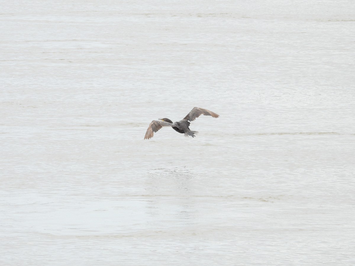 Double-crested Cormorant - Leann Henderson