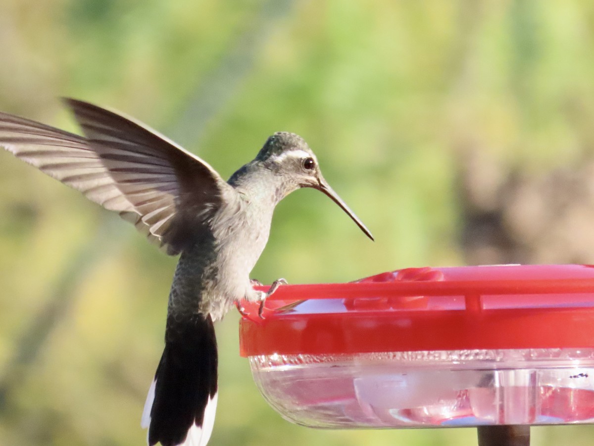 Blue-throated Mountain-gem - Carol Comeau