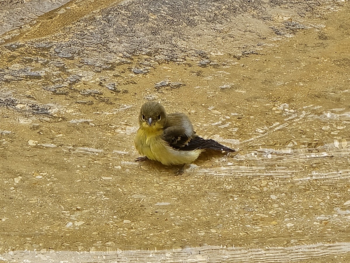 Lesser Goldfinch - ML619461525