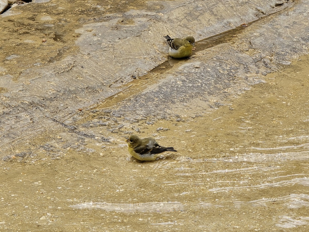 Lesser Goldfinch - ML619461526