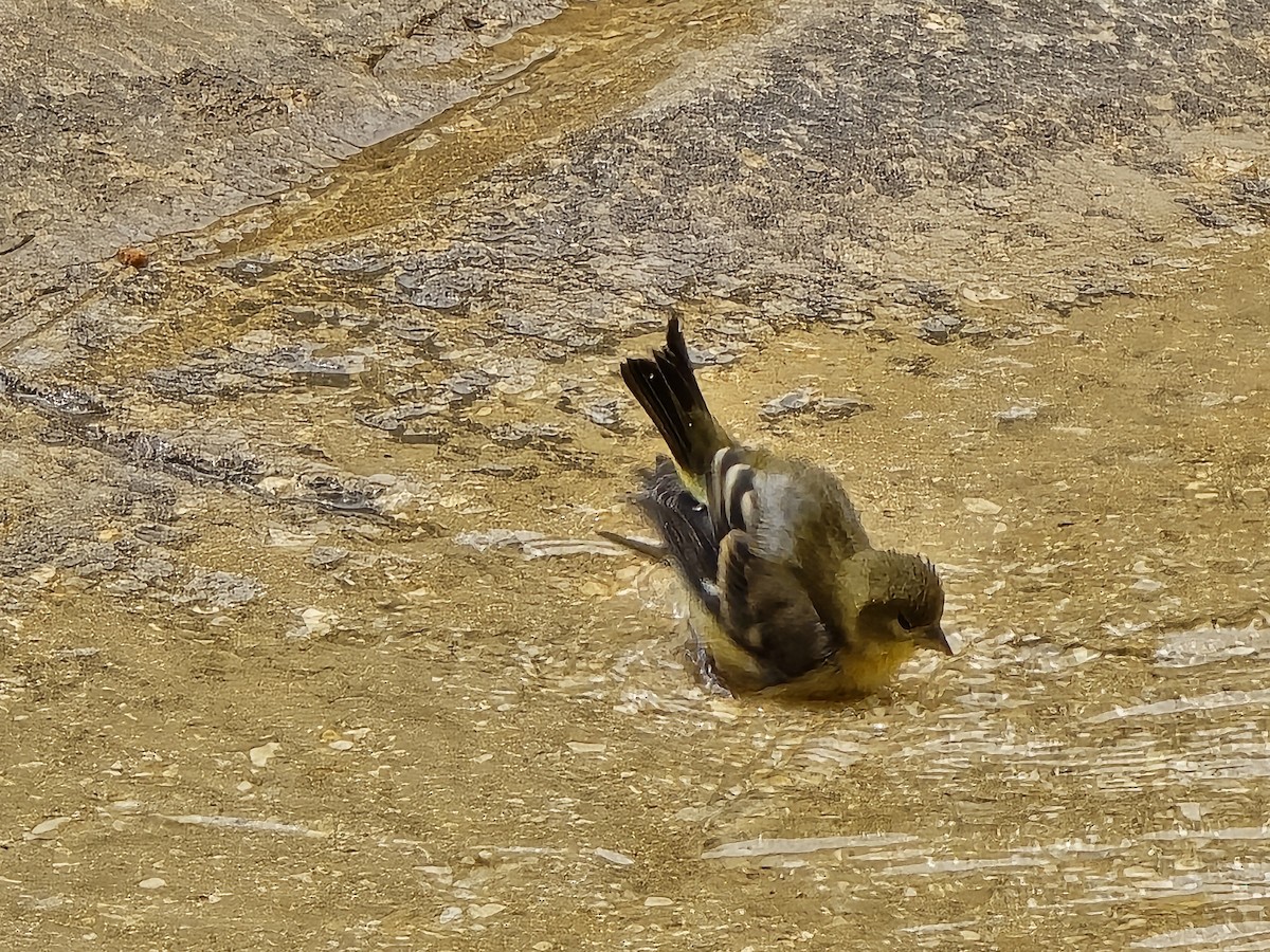 Lesser Goldfinch - ML619461527