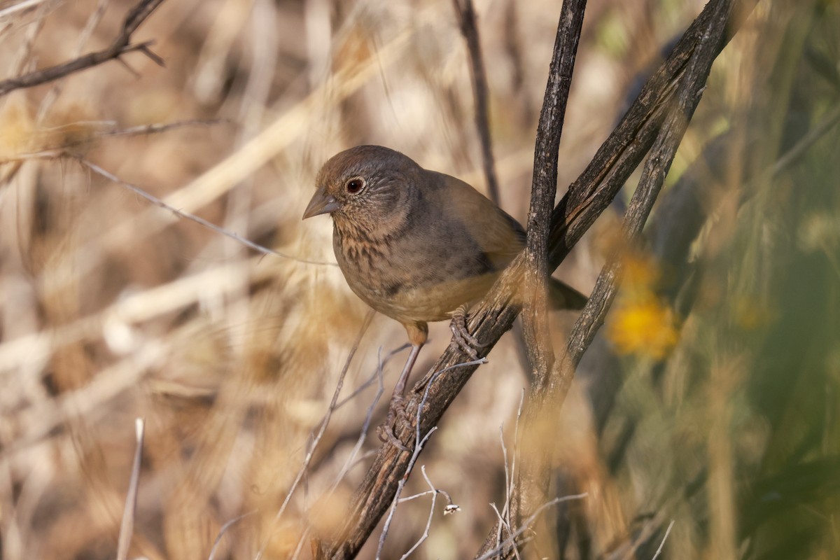 Canyon Towhee - Joey McCracken