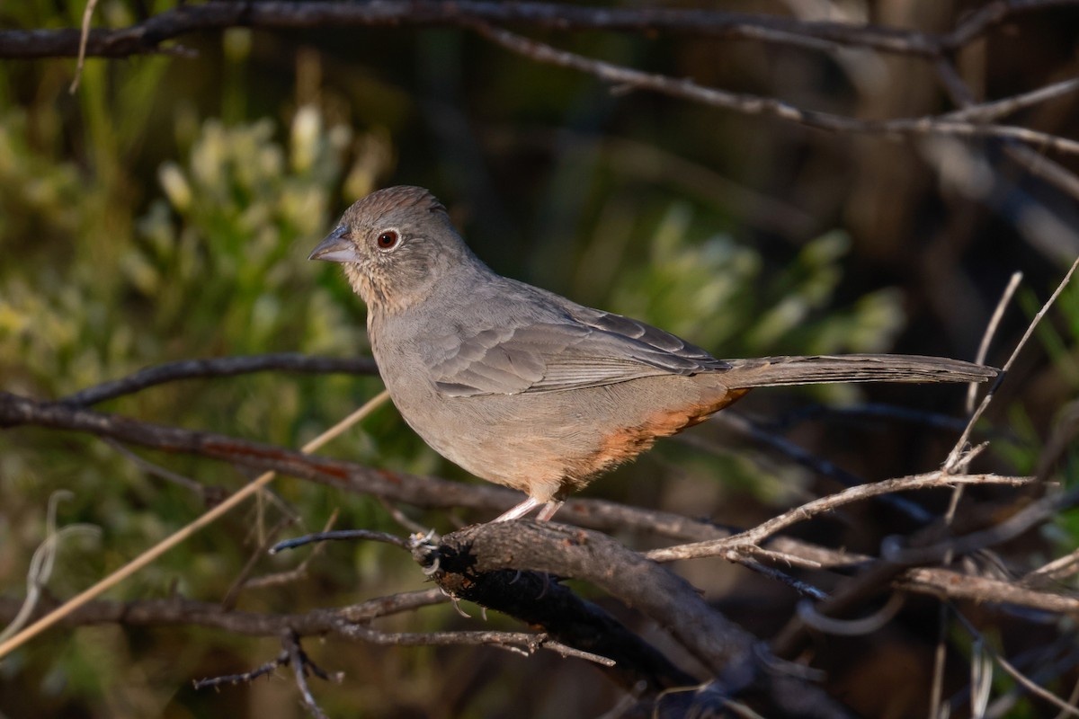 Canyon Towhee - Joey McCracken