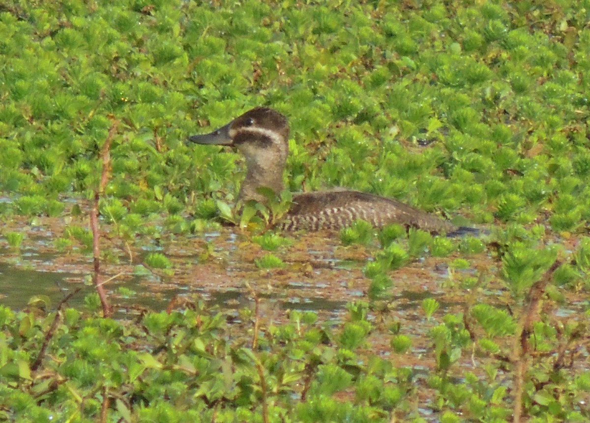 Lake Duck - Luciano Buck