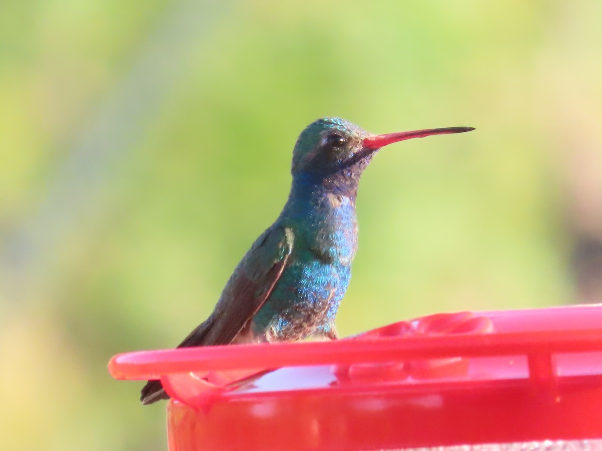 Broad-billed Hummingbird - Carol Comeau