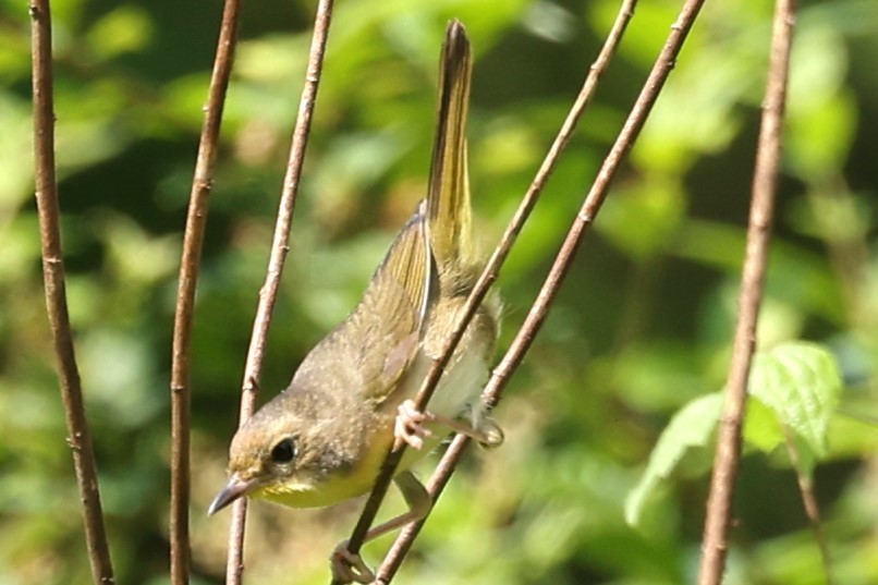 Common Yellowthroat - Duane Yarbrough