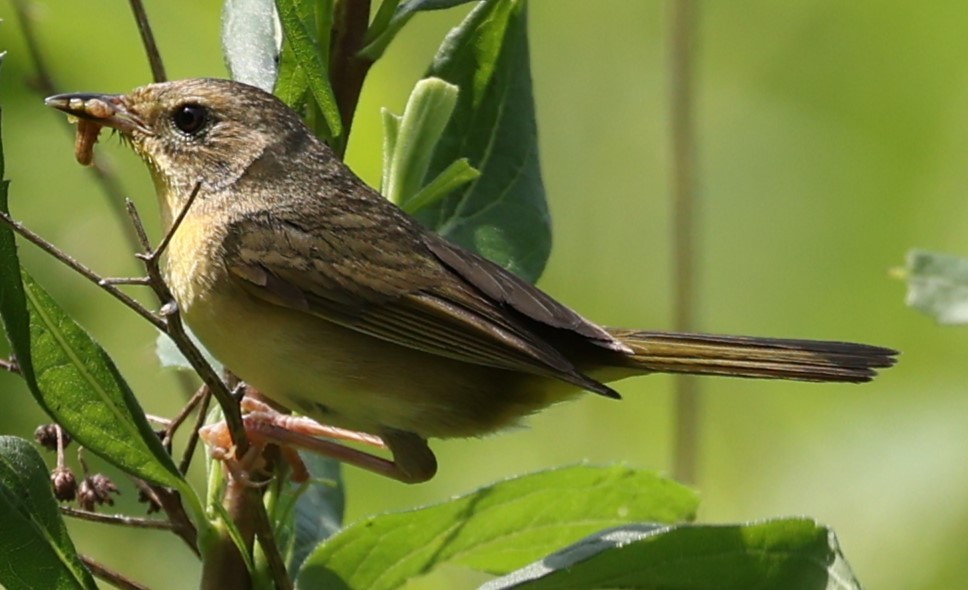 Common Yellowthroat - Duane Yarbrough