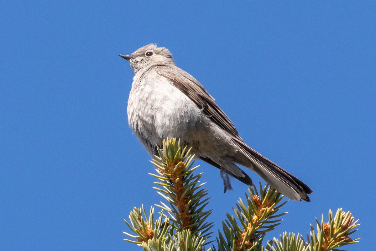 Townsend's Solitaire - Adam Kaningher