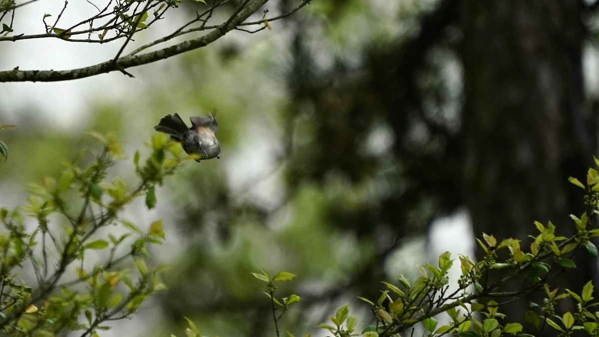 Tufted Titmouse - Indira Thirkannad