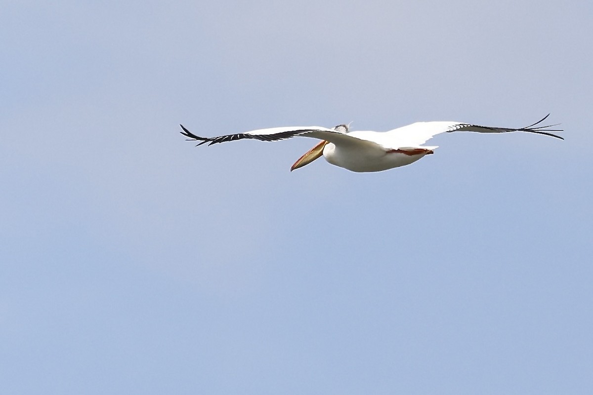 American White Pelican - Karen Barlow