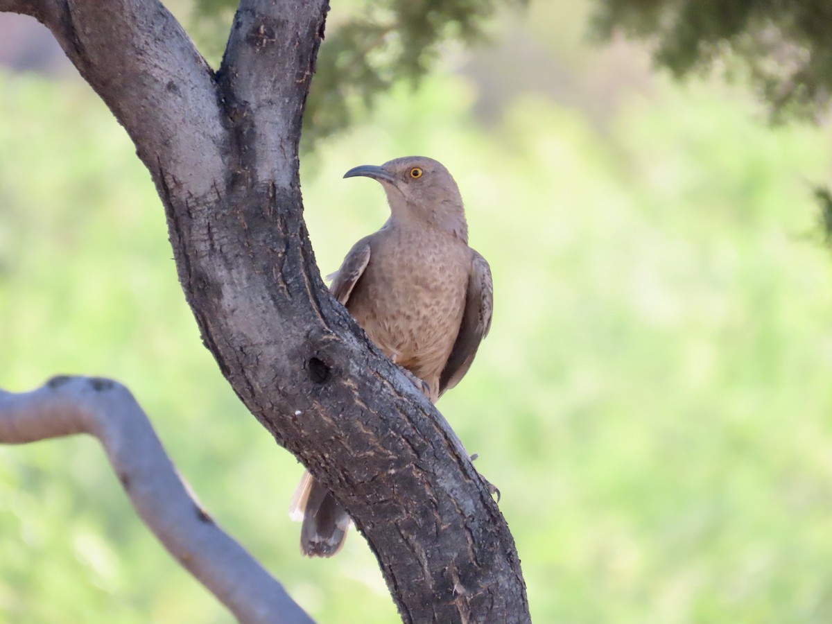 Curve-billed Thrasher - Carol Comeau