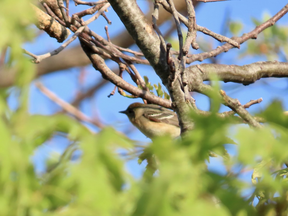 Bay-breasted Warbler - Marjorie Watson