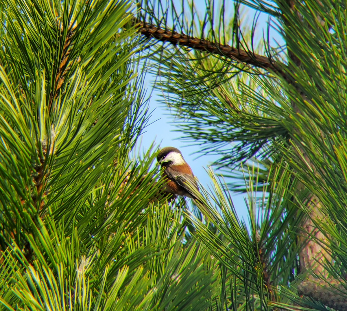 Chestnut-backed Chickadee - Mark Swanson