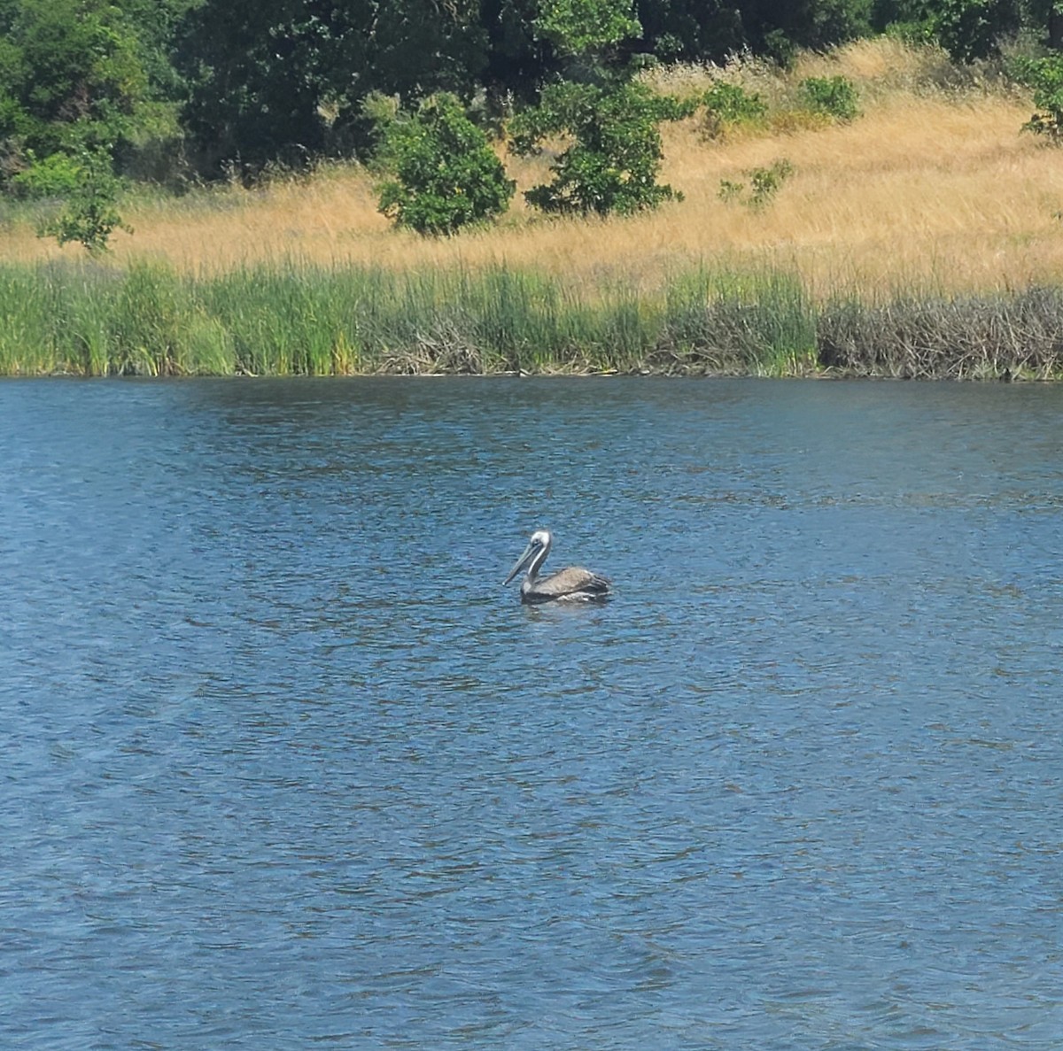 Brown Pelican - Larry Kent