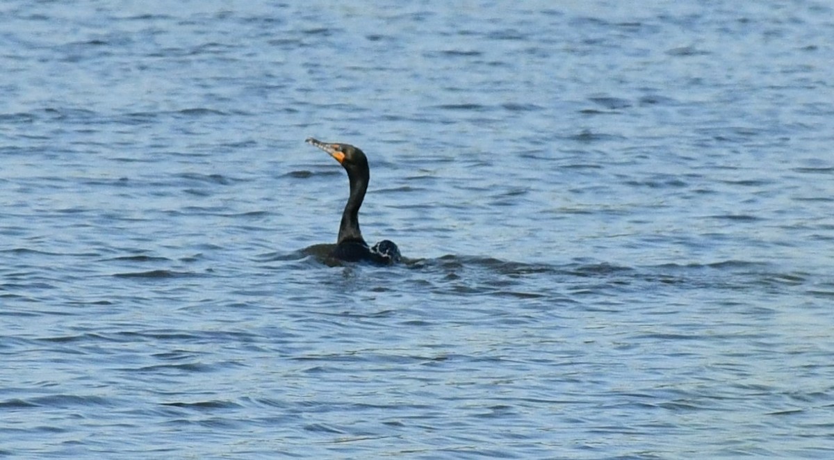 Double-crested Cormorant - Brian Kenney