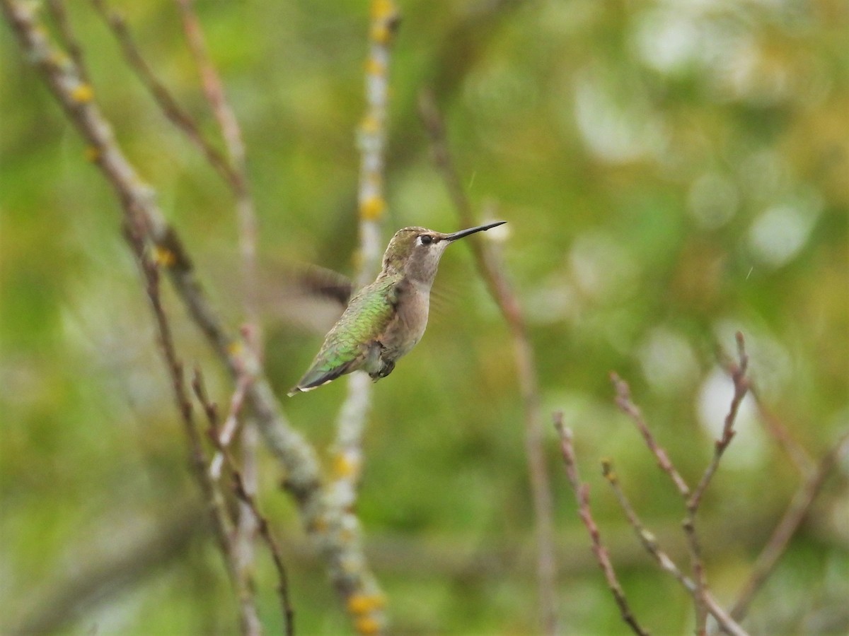 Anna's Hummingbird - Kellie Sagen 🦉