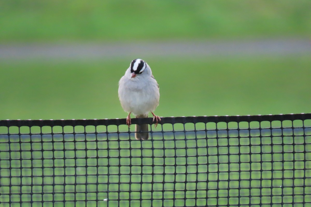 White-crowned Sparrow - Terri Allender