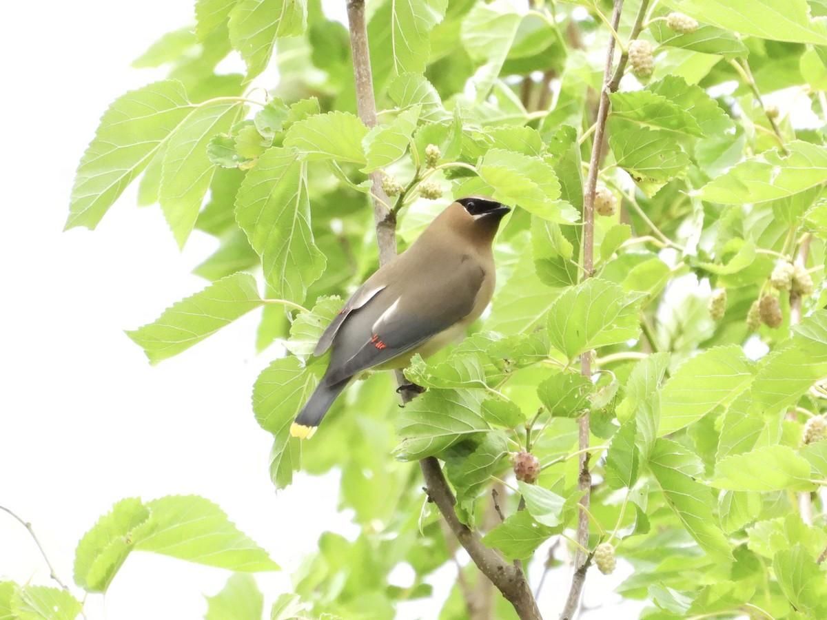 Cedar Waxwing - Leann Henderson