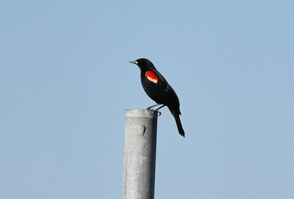 Red-winged Blackbird - Brian Kenney