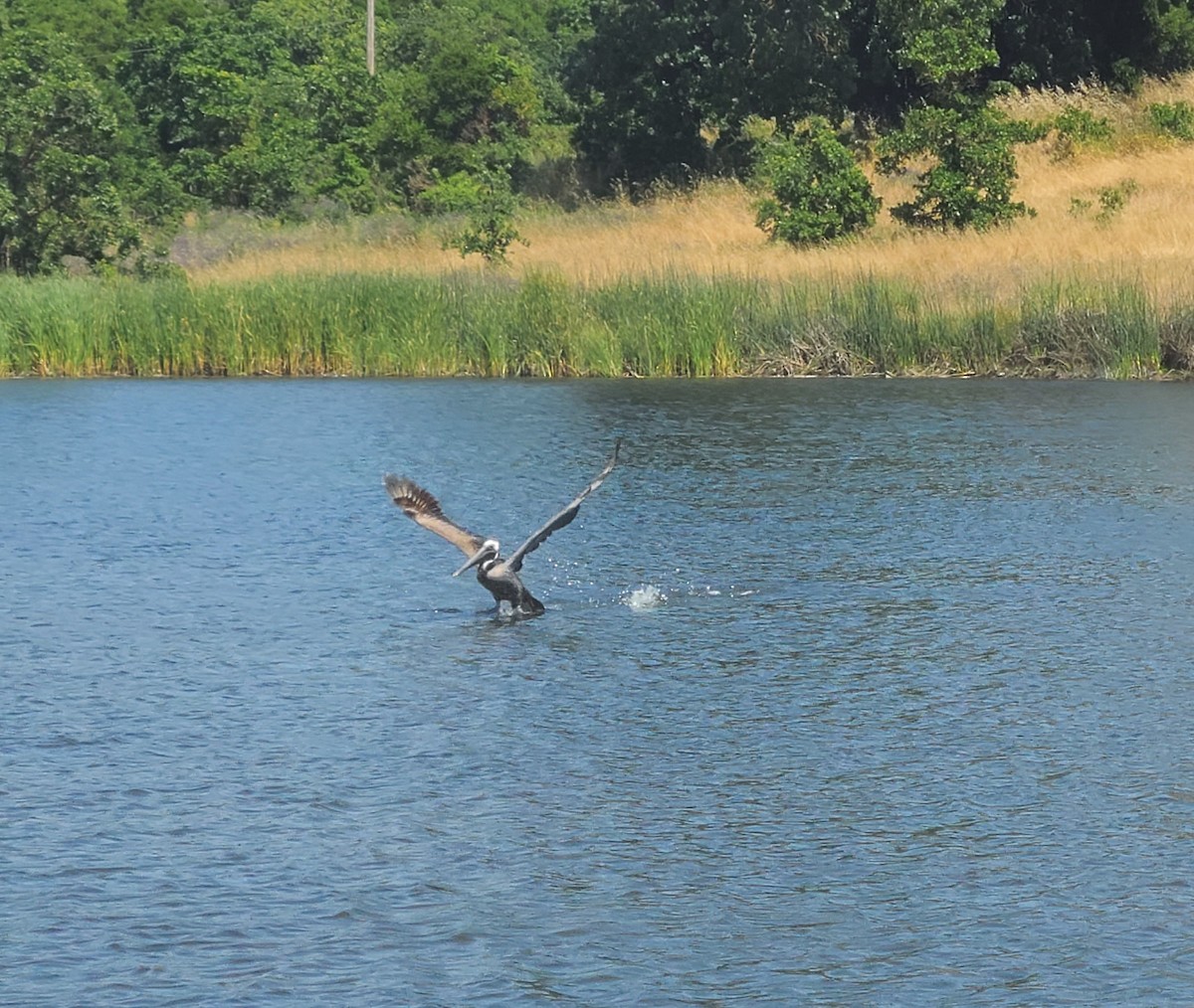 Brown Pelican - Larry Kent