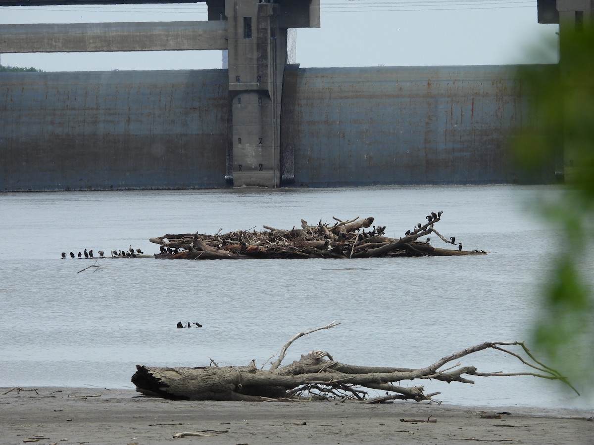 Double-crested Cormorant - ML619461607