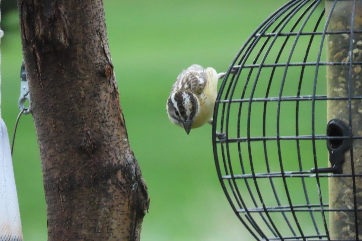 Black-headed Grosbeak - Terri Allender