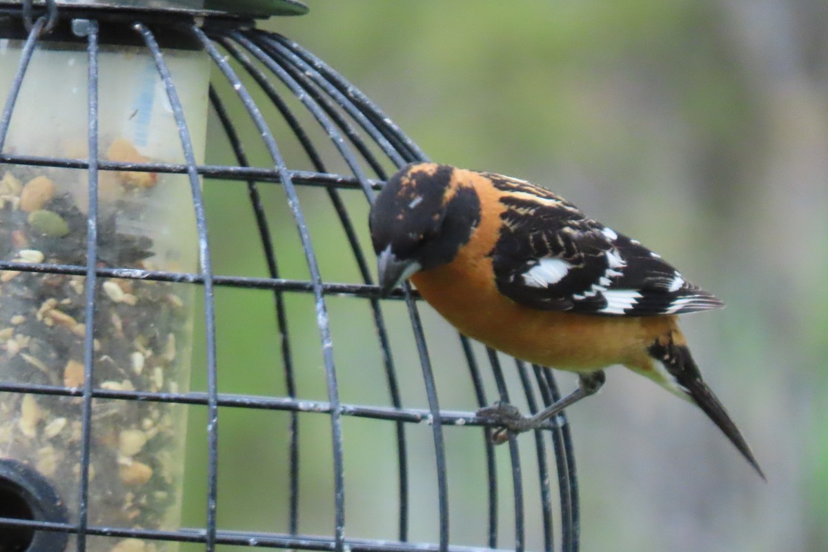 Black-headed Grosbeak - Terri Allender