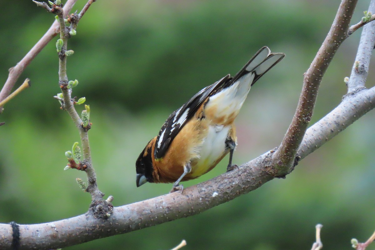 Black-headed Grosbeak - Terri Allender