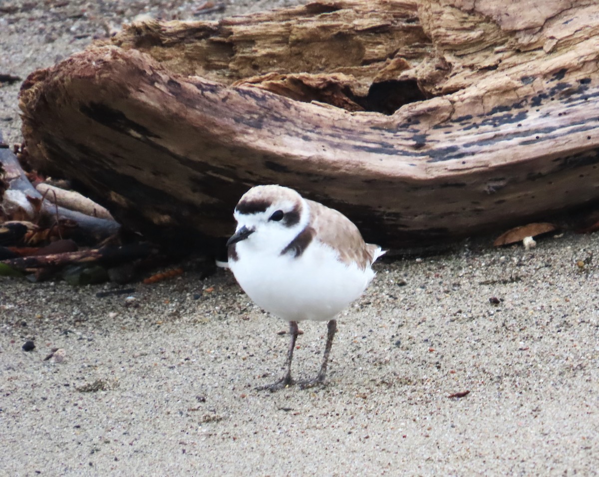 Snowy Plover - ML619461618