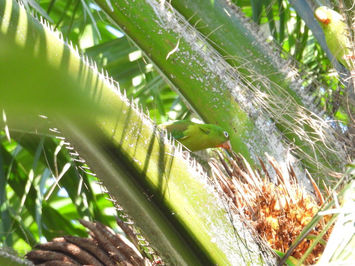 Orange-chinned Parakeet - Juan Ramírez