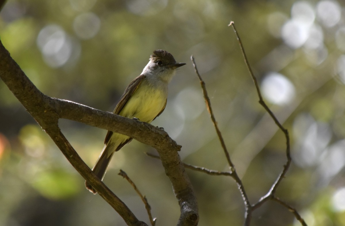 Dusky-capped Flycatcher - Steve Nord